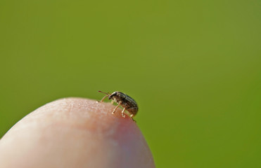 Insekt - Rüsselkäfer