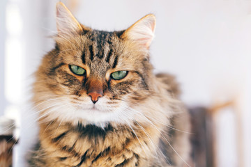 Cute cat looking angry with green eyes sitting on table. Maine coon with funny emotions relaxing indoors. Adorable furry friend, adoption concept