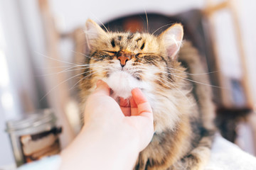 Owner hand caressing cute cat on table. Maine coon with funny emotions relaxing indoors. Person...