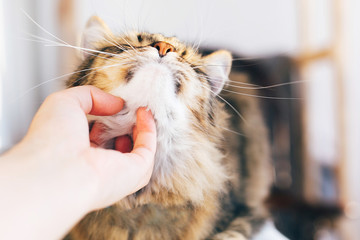 Owner hand caressing cute cat on table. Maine coon with funny emotions relaxing indoors. Person...