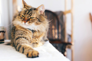 Cute cat with green eyes sitting on table. Maine coon with funny emotions relaxing indoors. Adorable furry friend, adoption concept