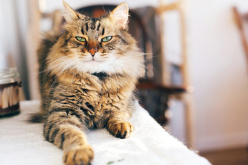 Cute cat looking angry with green eyes sitting on table. Maine coon with funny emotions relaxing indoors. Adorable furry friend, adoption concept - obrazy, fototapety, plakaty