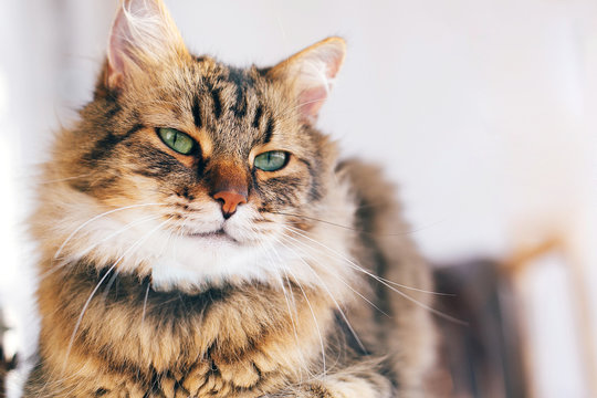 Cute cat looking angry with green eyes sitting on table. Maine coon with funny emotions relaxing indoors. Adorable furry friend, adoption concept