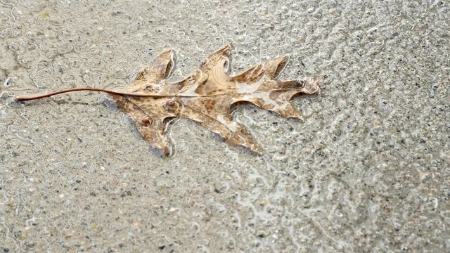 Water drops dripping on dead oak leaf on concrete sidewalk.