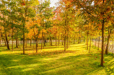 Fototapeta na wymiar View of the autumn park with sun rays