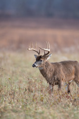 White-tailed deer buck in open meadow