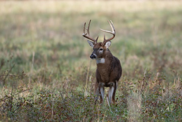 Large white-tailed deer buck in meadow