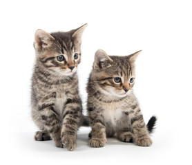 Two tabby kittens on white background