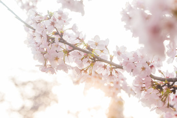 Pink sakura bloom in spring seasonq