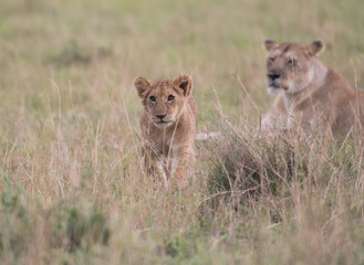 Fototapeta na wymiar Two lion cubs playing