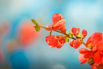 Closeup of japanese quince flowers,(Chaenomeles japonica)