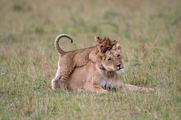 Lioness and cub playing
