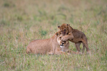 Lioness and cub playing
