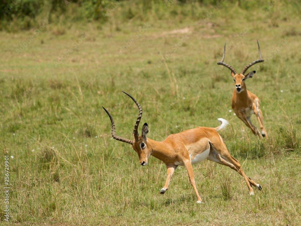 Sticker Impala in Masai Mara Game Reserve