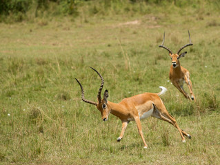 Impala in Masai Mara Game Reserve