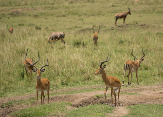 Naklejka na ściany i meble Impala in Masai Mara Game Reserve
