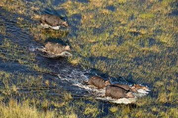 Buffalo herd in the Okavango Delta