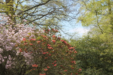 Beautiful blooming flowers and trees with sun shining through the leaves.