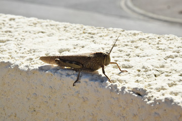 Animaux de nos jardins : sauterelle sur un mur