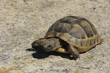 Turtle on the Beach