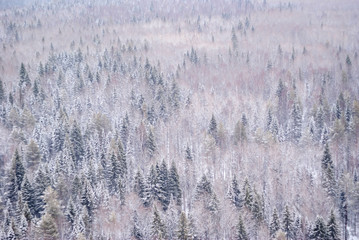 winter snowy forest with a bird's eye view