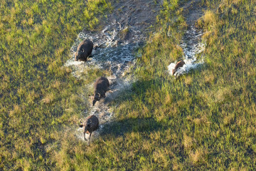 Buffalo herd in the Okavango Delta