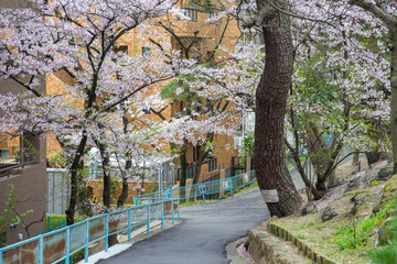Naklejka premium Pink sakura cherry blossom full bloom in Tokyo