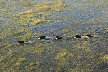 Buffalo herd in the Okavango Delta