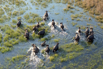 Buffalo herd in the Okavango Delta - obrazy, fototapety, plakaty