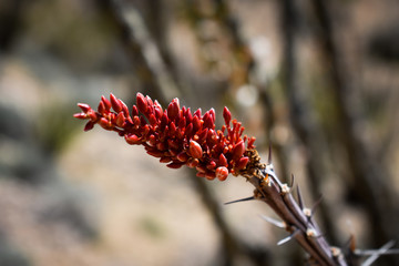 Red Flower Buds, Ocotillo