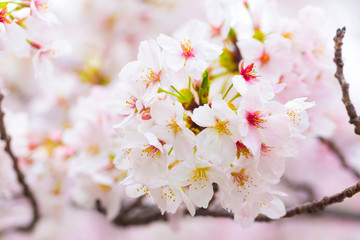 Pink sakura cherry blossom full bloom in Tokyo