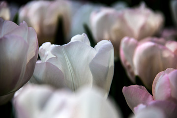 Tulpen in wei&szlig; und rosa
