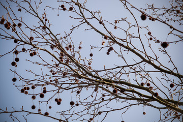 Fruits of the American planet tree