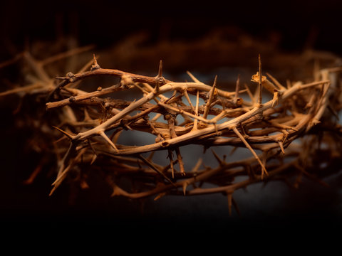 Crown Of Thorns Images – Browse 163,520 Stock Photos, Vectors, and