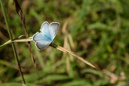 Farfalla azzurra e grigia del Parco Nazionale delle Foreste Casentinesi Monte Falterona e Campigna