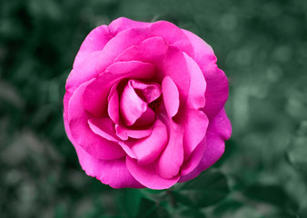 one pink rose in the center on a green background