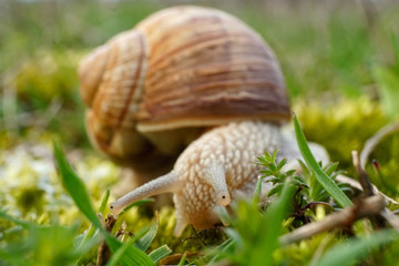 Insekt - Weinbergschnecke