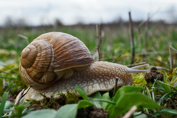 Insekt - Weinbergschnecke