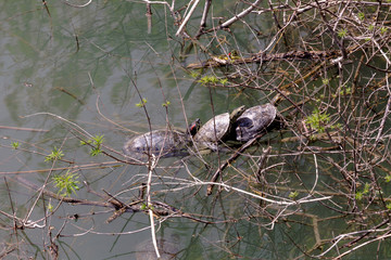 The three turtles (Trachemys scripta) sit on a branch