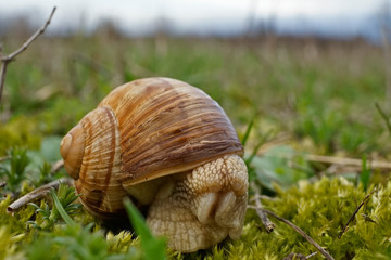 Insekt - Weinbergschnecke
