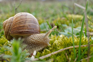 Insekt - Weinbergschnecke