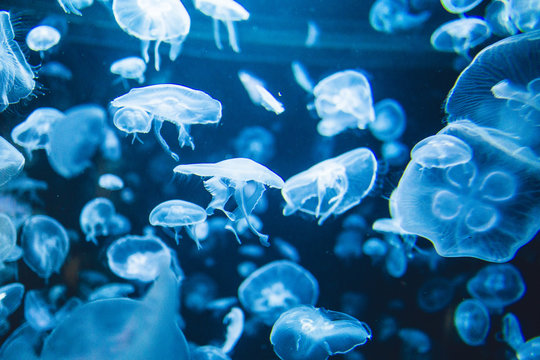 aquarium rempli de m&eacute;duses