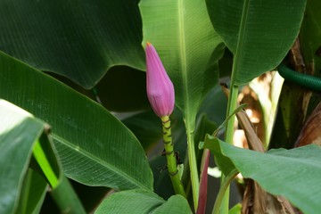 Obraz premium Banana flower and fruits