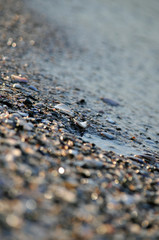 Pieces of shells,pebbles and seawater on the beach.