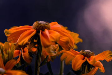 Echinacea Flowers, Sonnenhut, Makroaufnahme
