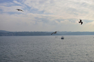 Fototapeta premium blue sky and seagull in Istanbul Strait, ships and fishing boats.
