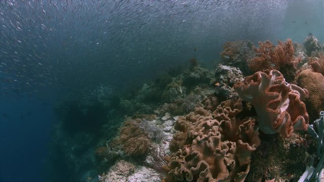 Colorful coral reef with healthy corals and plenty fish. South Raja Ampat school of silverfish dive site Barracuda Rock 4k footage