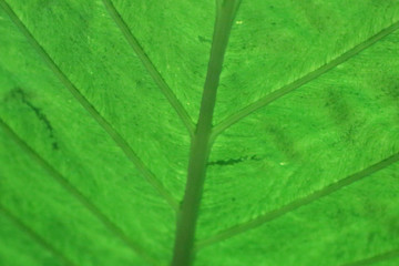 Thick juicy leaf of a large green plant