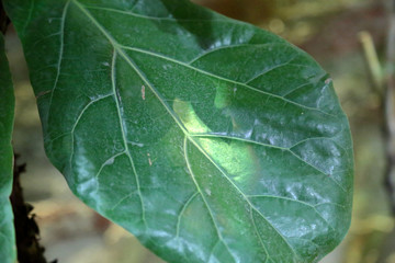 Thick juicy leaf of a large green plant