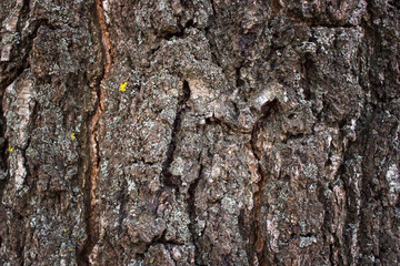 Tree Bark Texture for Background. Old wood bark, background or screen saver